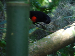 Hypopyrrhus pyrohypogaster