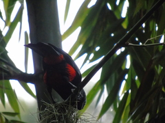 Hypopyrrhus pyrohypogaster