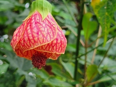 Callianthe picta image