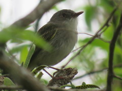 Hemitriccus margaritaceiventer