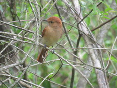Casiornis rufus