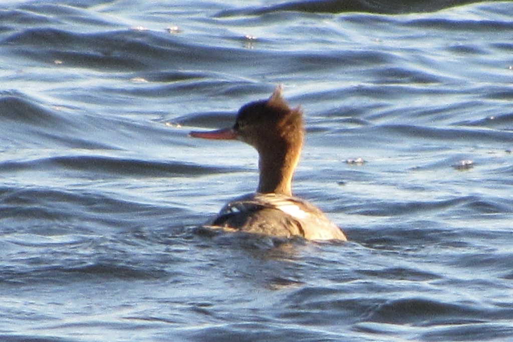 Red-breasted Merganser from Barnegat Bay, Manahawkin, NJ, US on ...