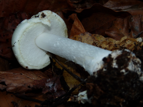 False Death-cap
