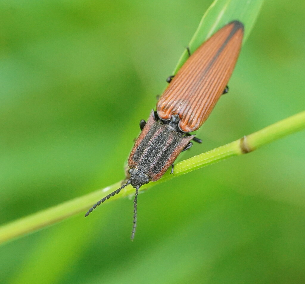 Elatichrosis