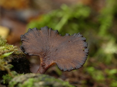 Polyporus nigrocristatus
