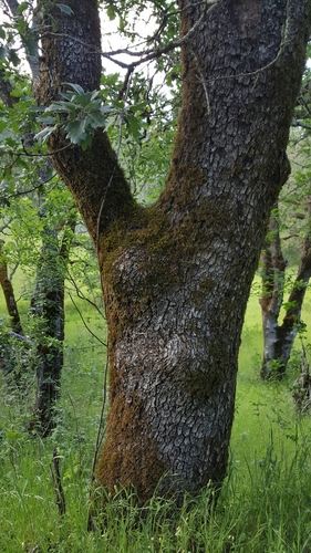 Oracle Oak