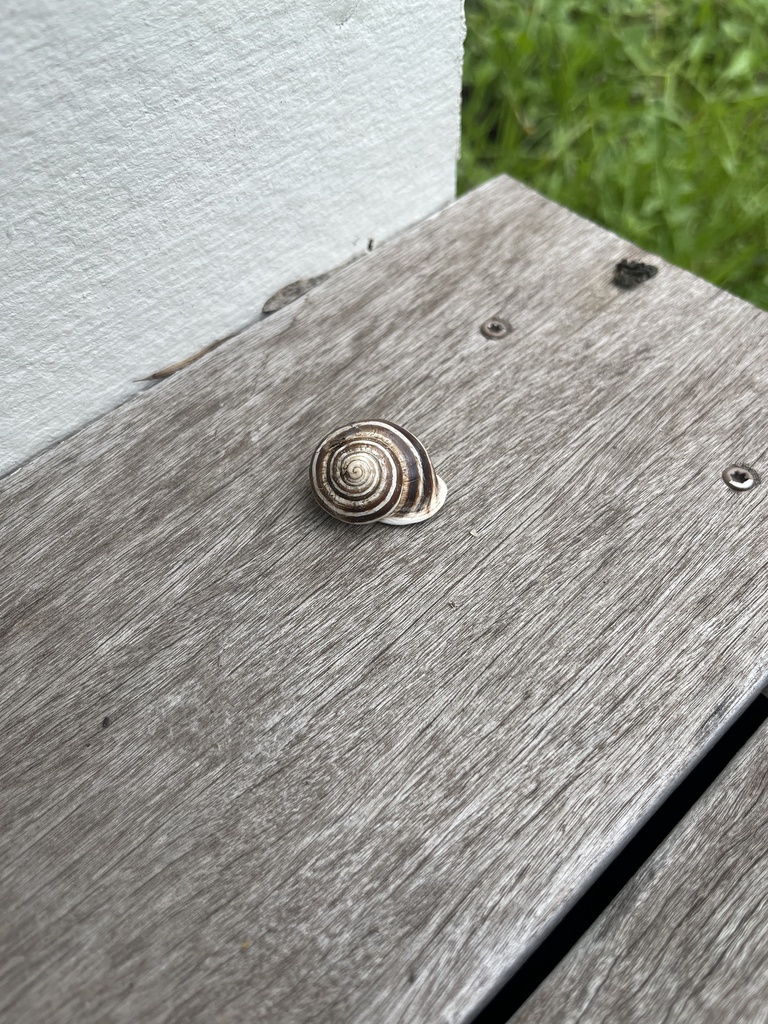 Helix Snails from Porter St, Austin, TX, US on November 23, 2023 at 03