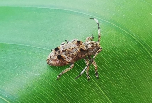 Pterolophia partenigroantennalis, 2022-03-24