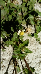 Tridax procumbens