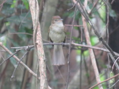 Lathrotriccus euleri