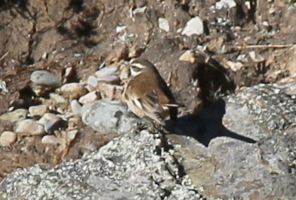 Cinclodes albiventris