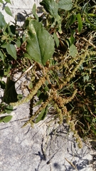 Amaranthus dubius
