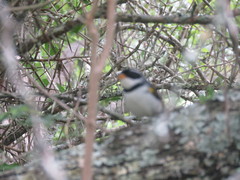 Arremon flavirostris