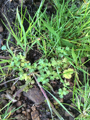 Alchemilla occidentalis