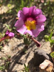 Erythranthe rhodopetra