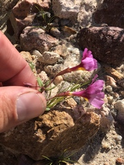 Erythranthe rhodopetra