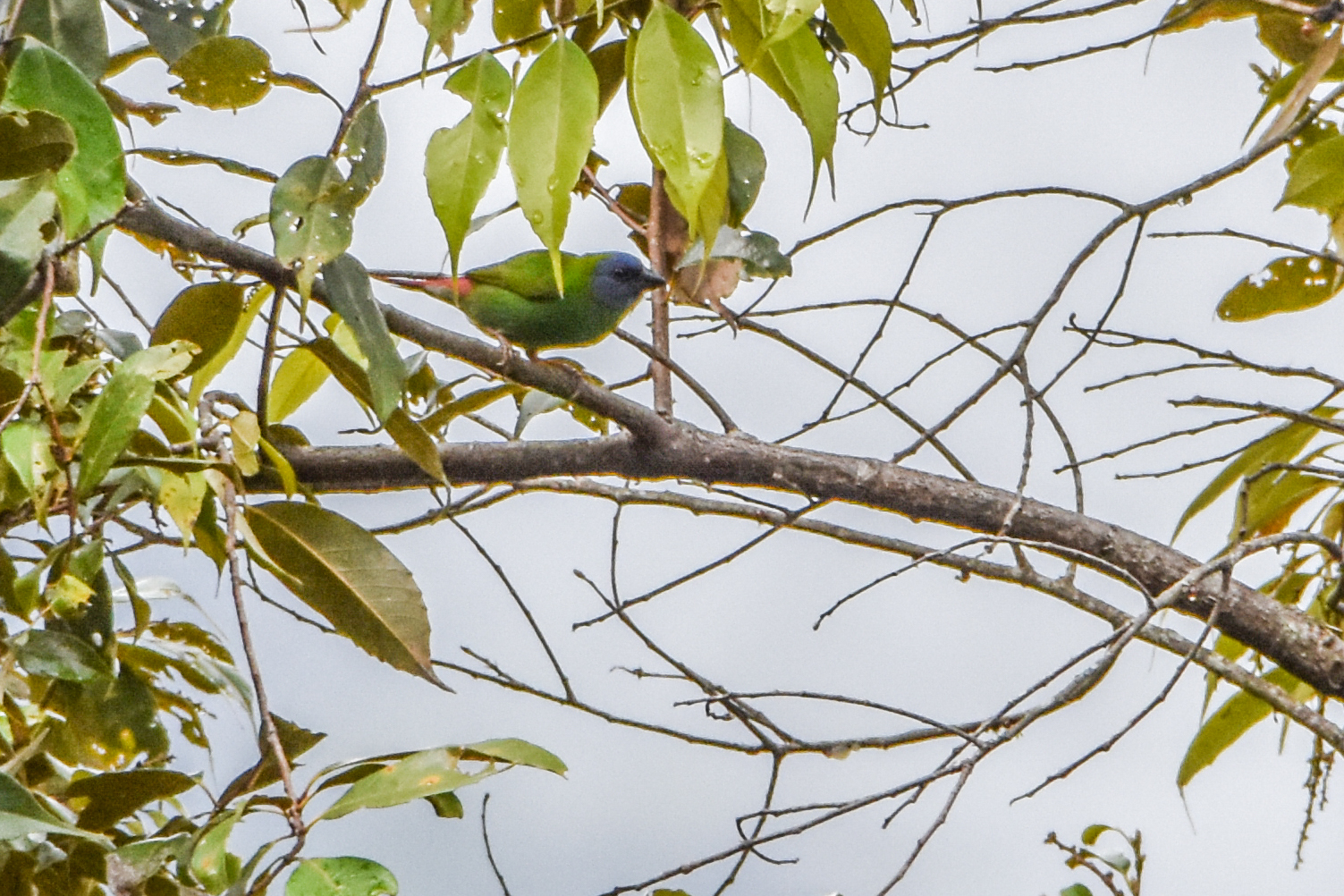 Blue-faced Parrotfinch (Erythrura trichroa), photo 7