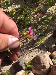 Erythranthe rhodopetra