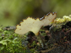 Polyporus nigrocristatus
