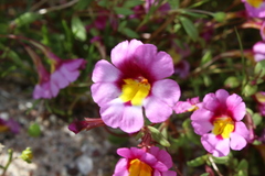 Erythranthe rhodopetra