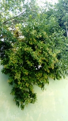 Ehretia tinifolia