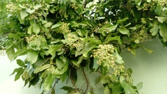 Ehretia tinifolia