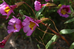 Erythranthe rhodopetra