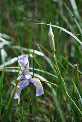 Iris longipetala