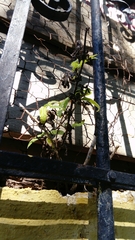 Heliotropium indicum