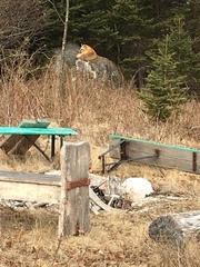 Vulpes vulpes rubricosa