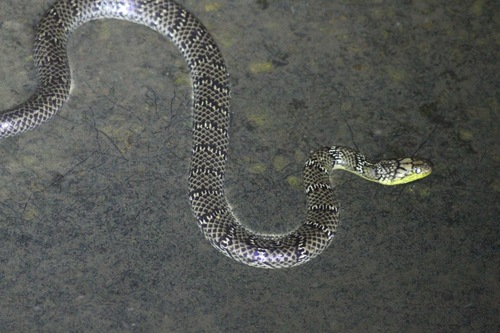 Photo of a Smith's African Water Snake (Grayia smithii)