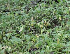 Allium microdictyon