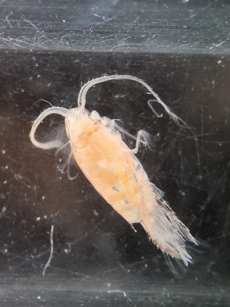 Aetideidae