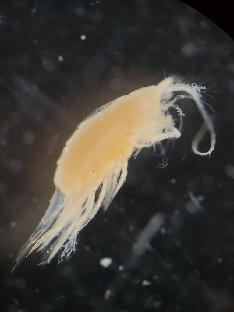 Spinocalanidae