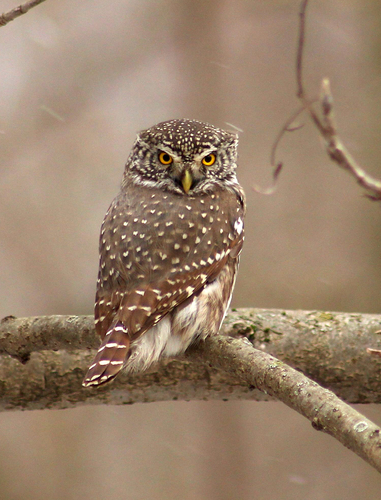 Eurasian Pygmy-Owl, photo 9 of 10