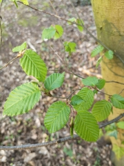 Carpinus betulus