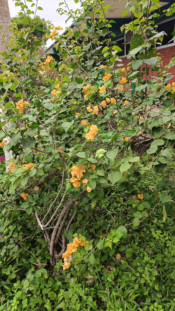 bougainvilleas from Chicontepec, Ver., México on November 23, 2023 at ...