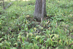 Allium microdictyon