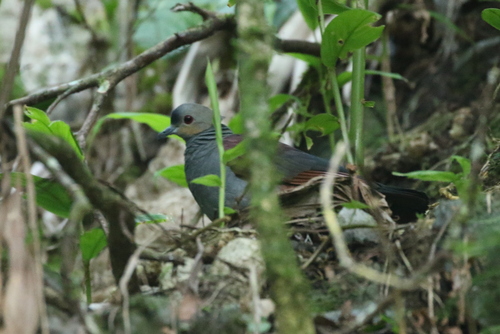 Crested Quail-Dove (Geotrygon versicolor), photo 10