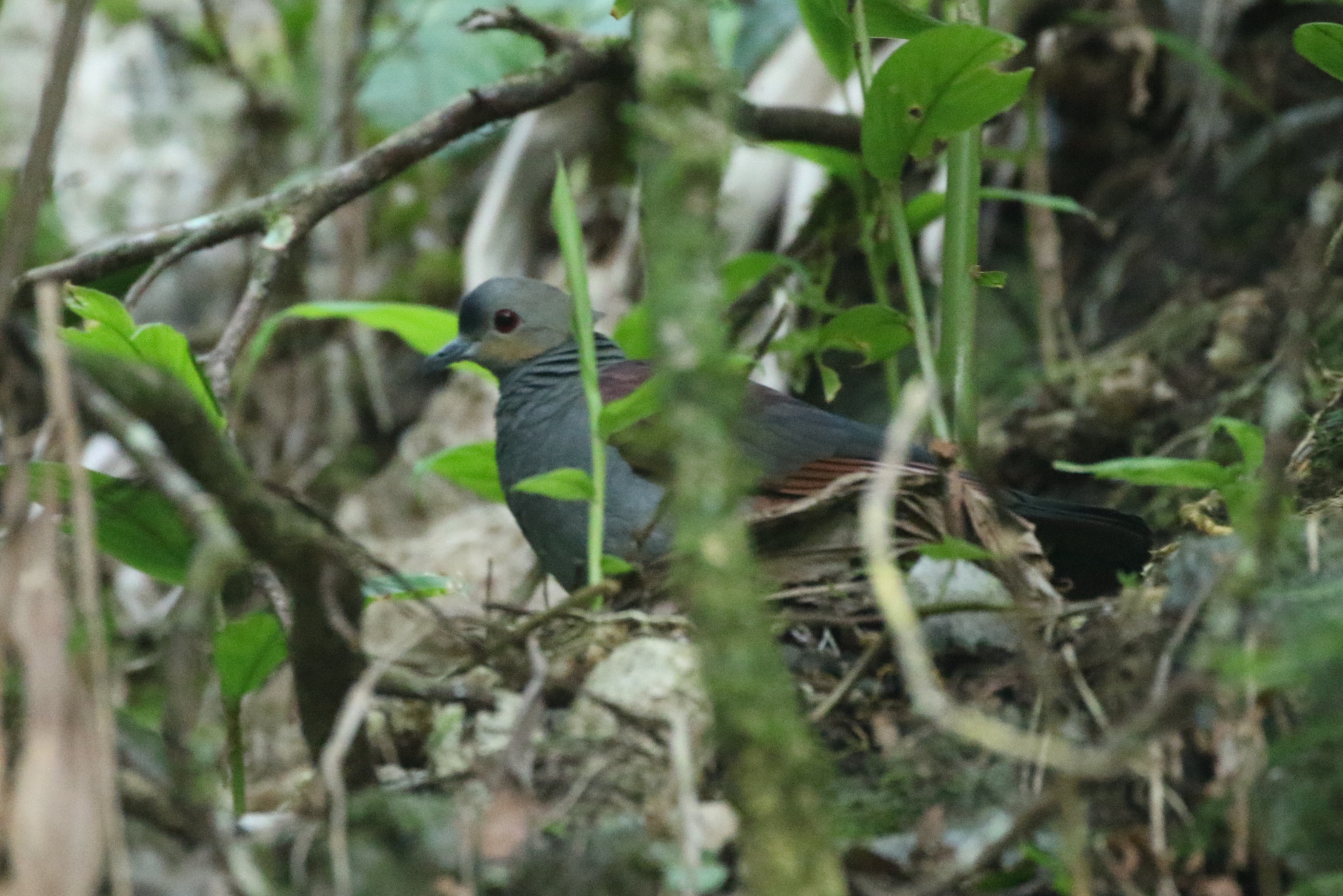 Crested Quail-Dove (Geotrygon versicolor), photo 2