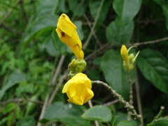 Adenocalymma inundatum