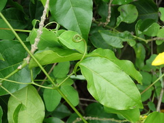 Adenocalymma inundatum