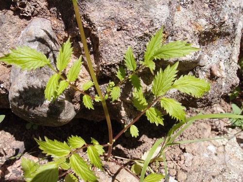 Image of Valeriana sorbifolia by (c) Sue Carnahan, some rights reserved (CC BY)
