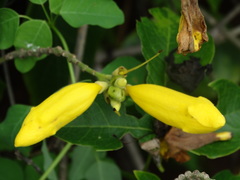 Adenocalymma inundatum