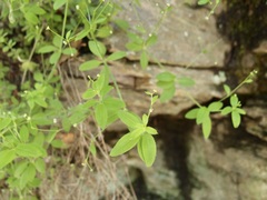 Hooked Bedstraw (Galium uncinulatum)