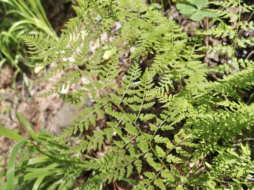 Image of Cystopteris reevesiana by (c) Sue Carnahan, some rights reserved (CC BY)