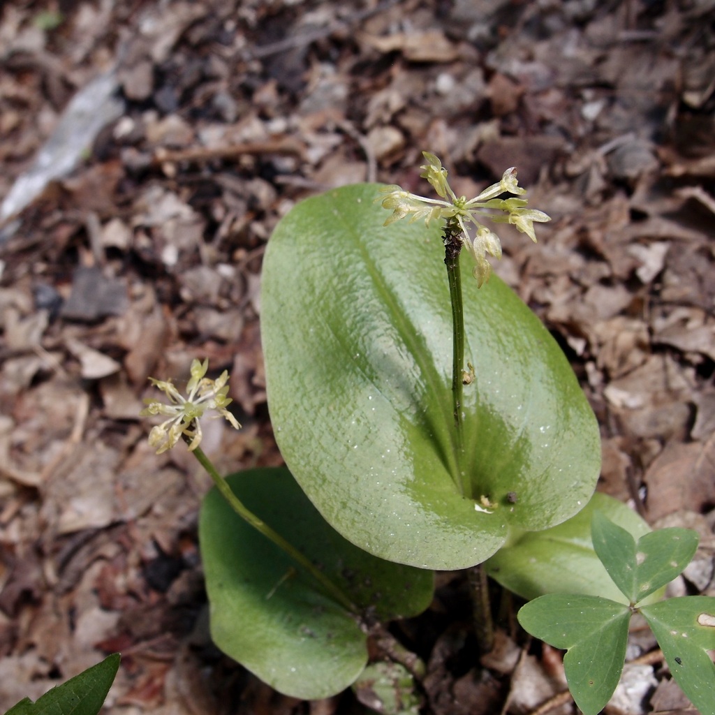 Oberonia brachystachys