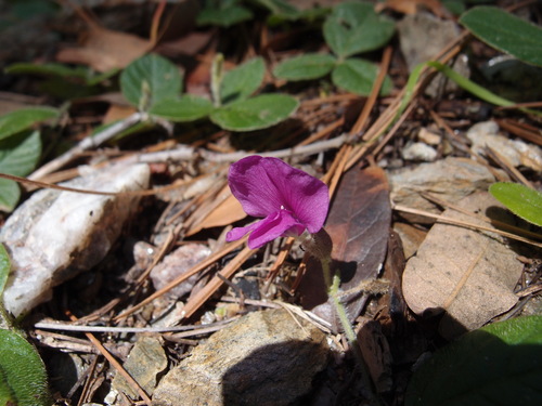 Image of Cologania obovata by (c) Sue Carnahan, some rights reserved (CC BY)