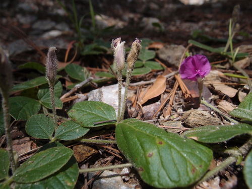 Image of Cologania obovata by (c) Sue Carnahan, some rights reserved (CC BY)