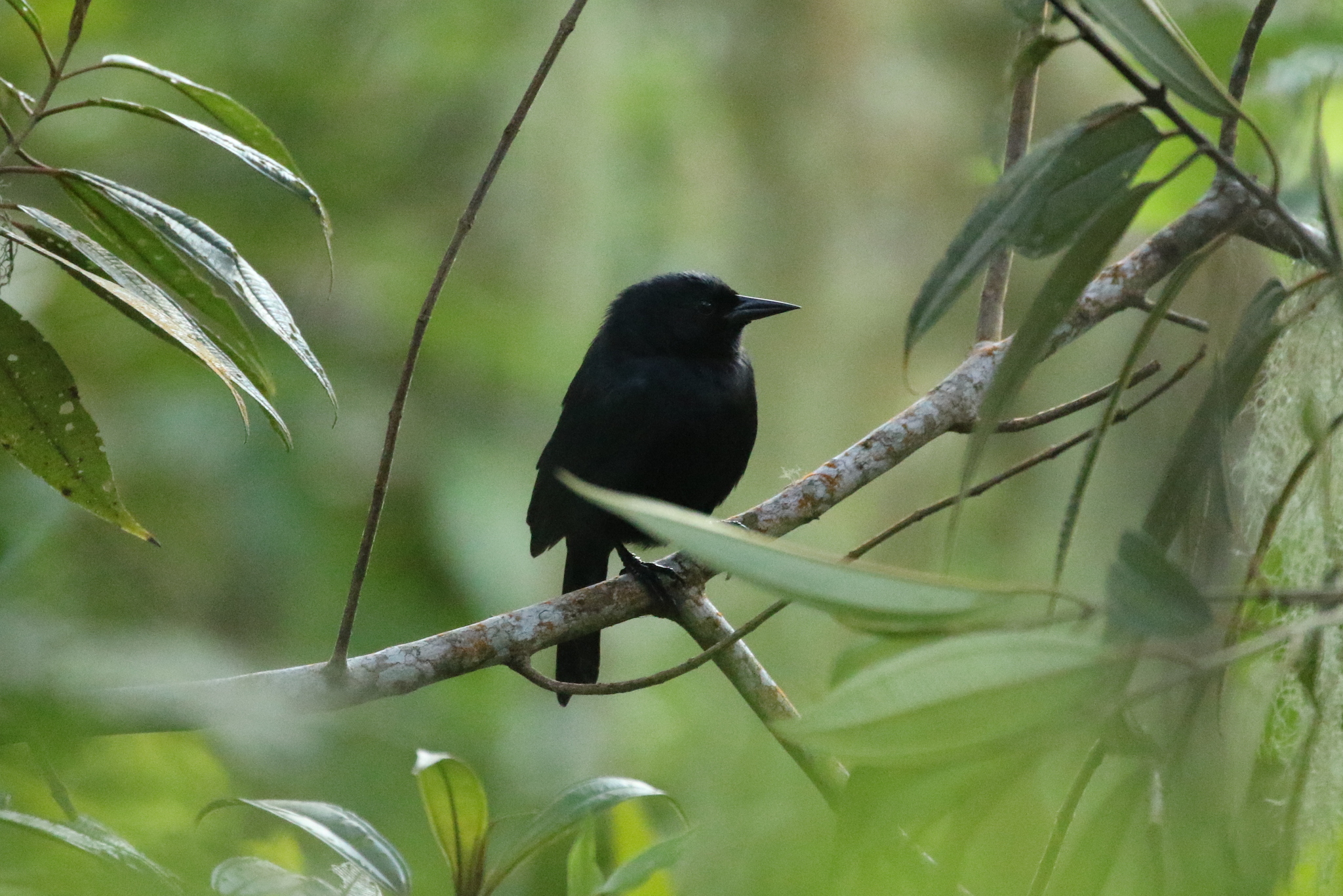 Jamaican Blackbird (Nesopsar nigerrimus), photo 4